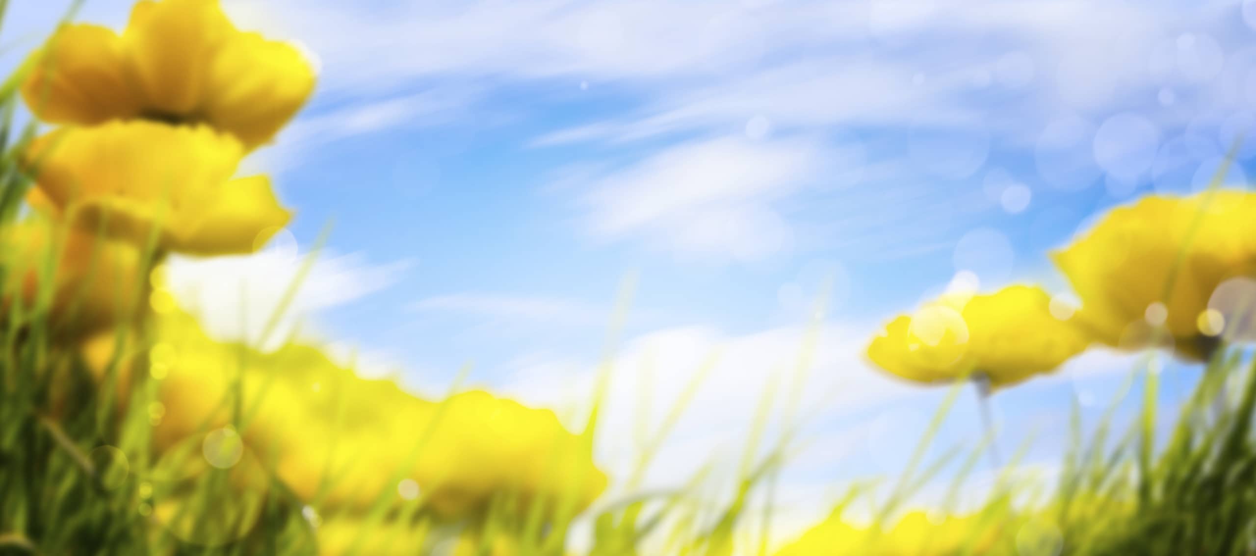 green grass and flowers blooming in a field with a bright blue sky and clouds